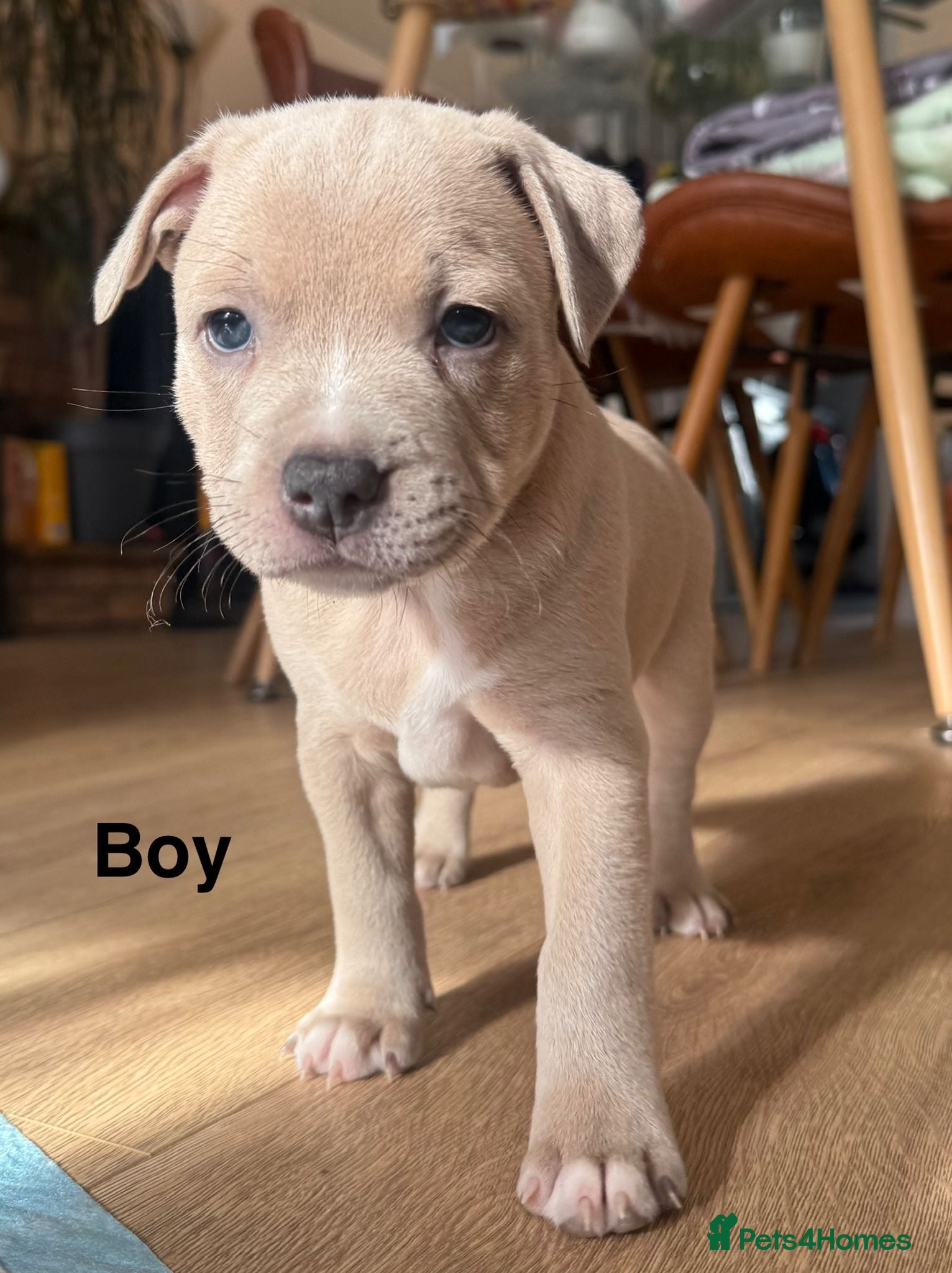 Staffordshire Bull Terrier dogs  Stunning Staffordshire Bull Terrier Puppies  - Advert 2