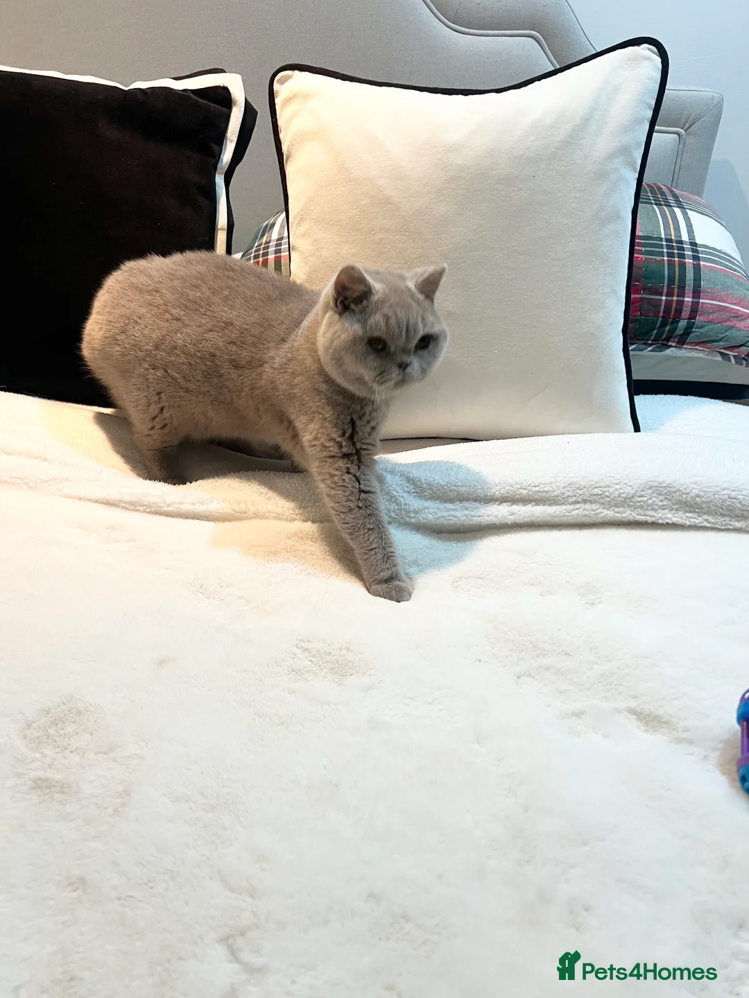 British Shorthair cats for sale: Pure Pedigree Lilac British Shorthair Boy - Advert 4