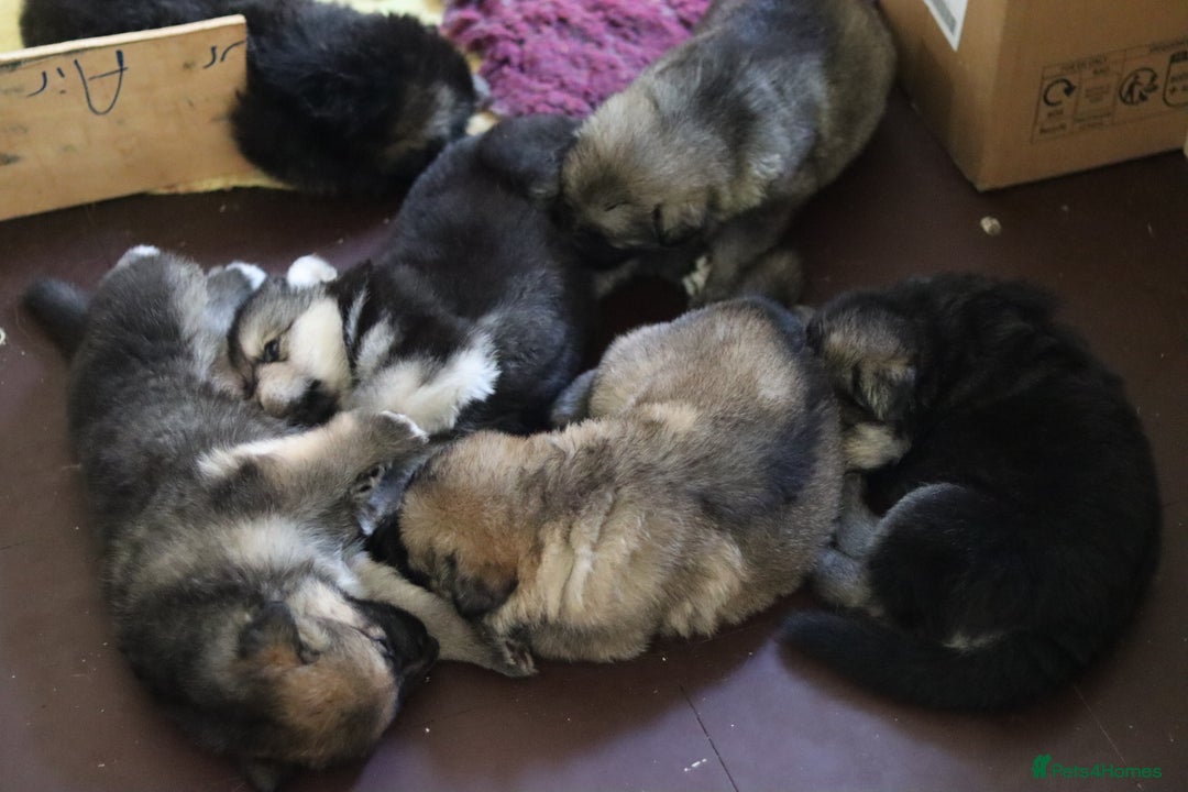 German Shepherd dogs for sale: Adorable GSD pups, straight back line, KC reg - Image 15