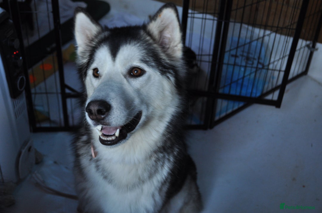 Alaskan Malamute dogs for sale: Alaskan Malamute Puppies - Advert 2