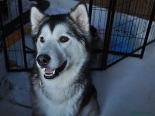 Alaskan Malamute dogs Alaskan Malamute Puppies - Advert 9