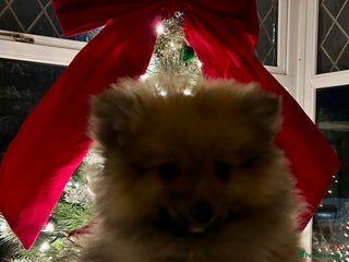 Pomeranian dogs Pomeranian Puppies - 1 boy left - Advert 11