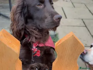 Cocker Spaniel dogs Chocolate cocker spaniel for sale - Advert 1