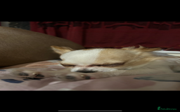 Chihuahua dogs for sale: Chihuahua - Image 3
