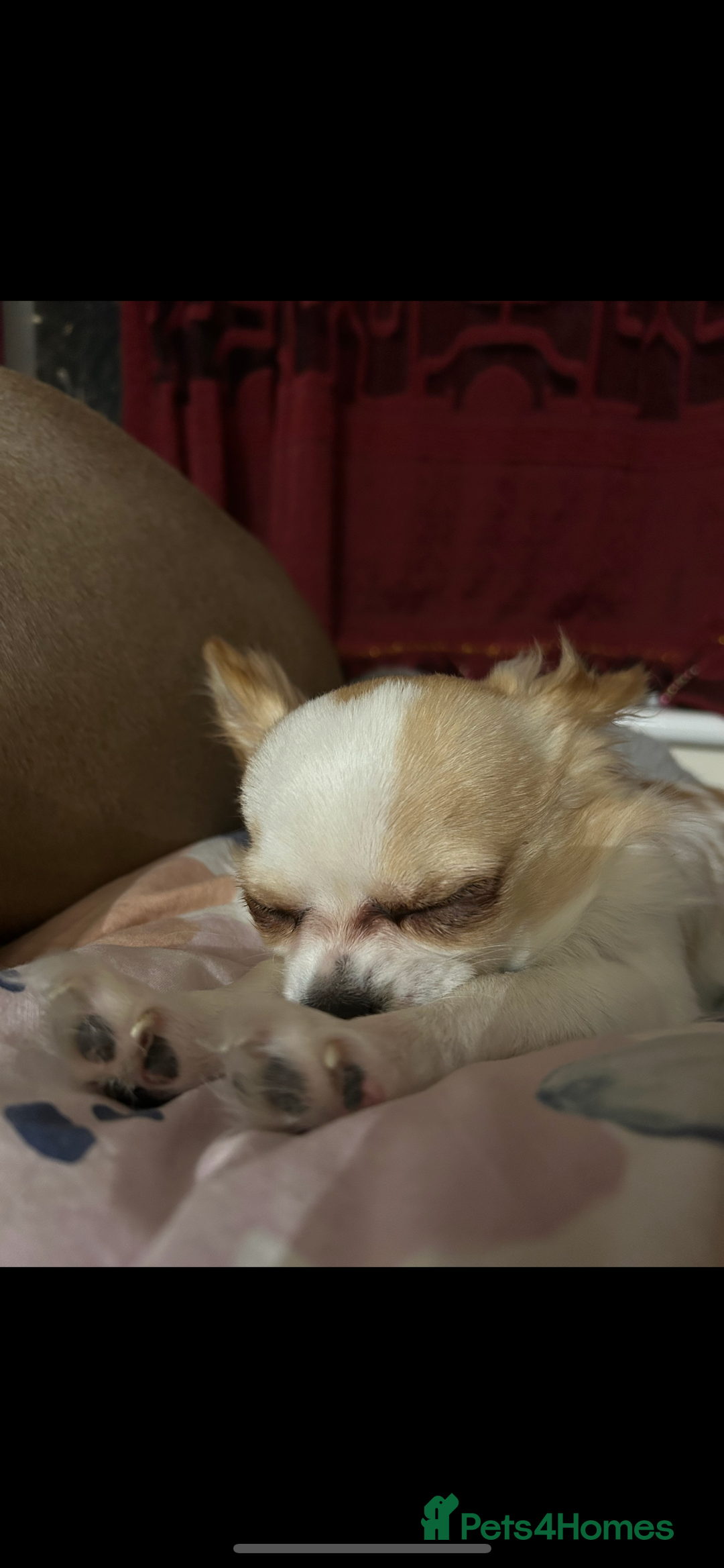 Chihuahua dogs for sale: Chihuahua - Image 3