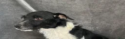 Jack Russell dogs for sale: Two beautiful pure jack Russels  - Advert 5
