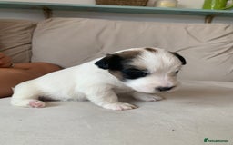 Jack Russell dogs for sale: KC Registered Jack Russell Puppies - Image 9