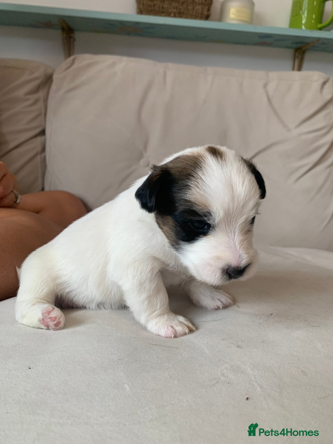 Jack Russell dogs for sale: KC Registered Jack Russell Puppies - Image 9