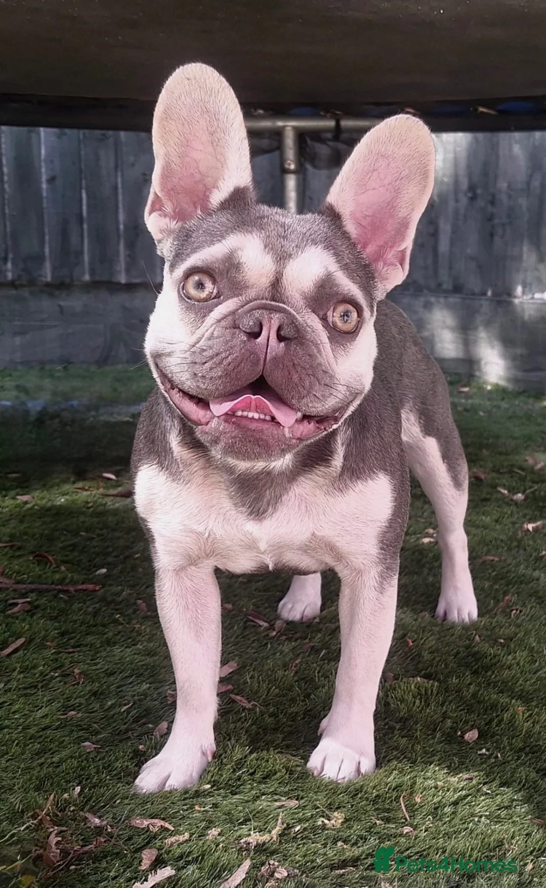 French Bulldog dogs for sale: FLUFFY FRENCHIES FOR SALE in Leamington Spa - Advert 12