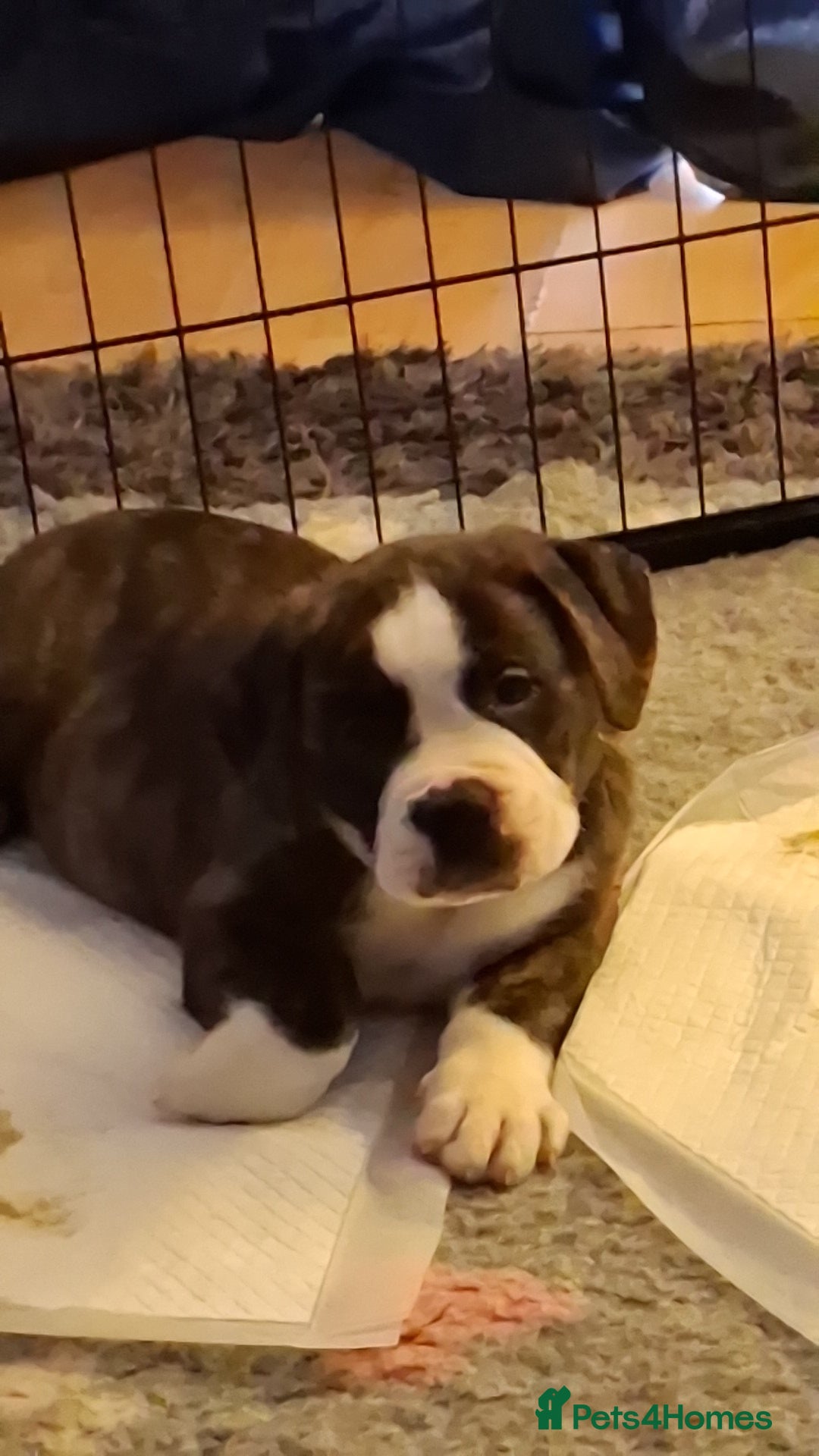 Mixed Breed dogs OLD TYME X CANE CORSO  - Advert 1