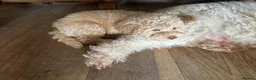 Australian Labradoodle dogs for sale: Miniature Australian Labradoodle Puppies READY May - Advert 5
