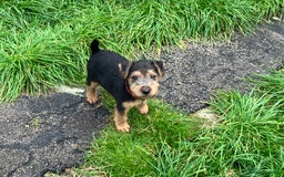 Lakeland Terrier dogs for sale: Lakeland Terrier pups for sale - Image 6
