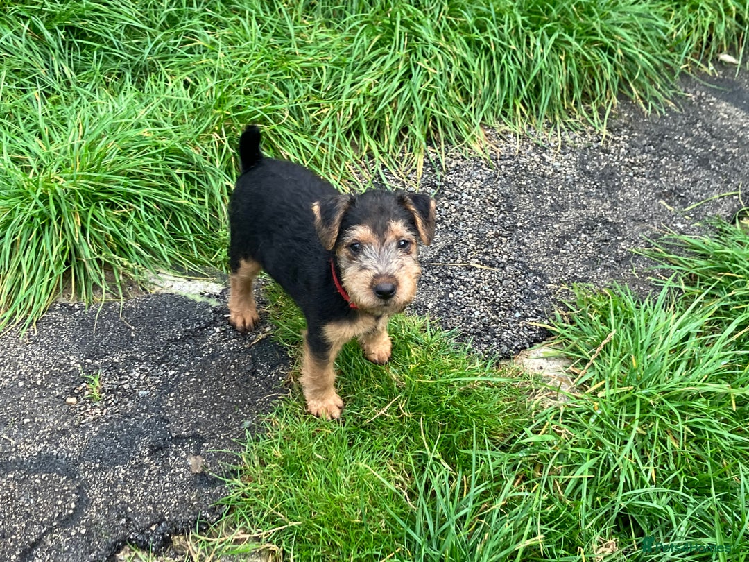Lakeland Terrier dogs for sale: Lakeland Terrier pups for sale - Image 6