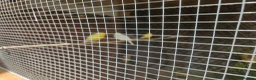 Budgerigars birds for sale: Budgies for sale in Bristol - Advert 4