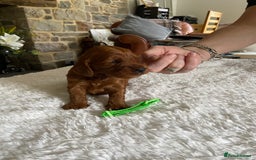Irish Doodle dogs for sale: Stunning F1 mini Irish  Doodles  - Image 12