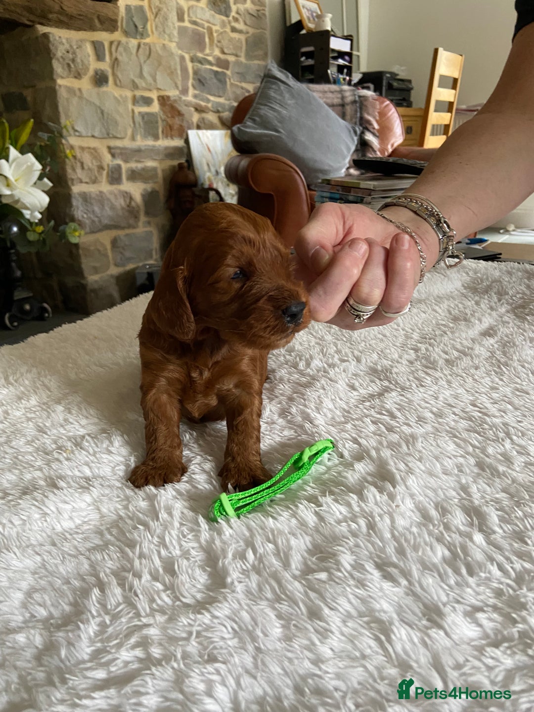 Irish Doodle dogs for sale: Stunning F1 mini Irish  Doodles  - Image 12