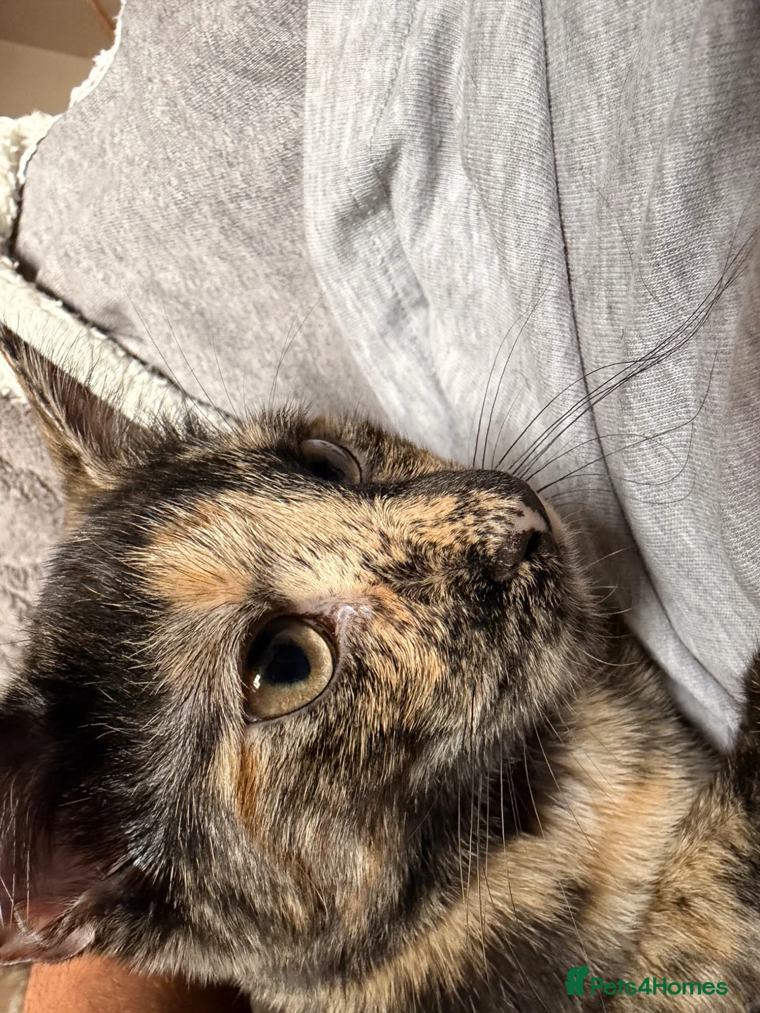 Mixed Breed cats for sale: Cat mother is meant to be a bengal in Bolton - Advert 5