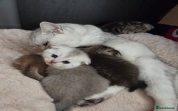 Scottish Fold cats for sale: Scottish folds - Image 10