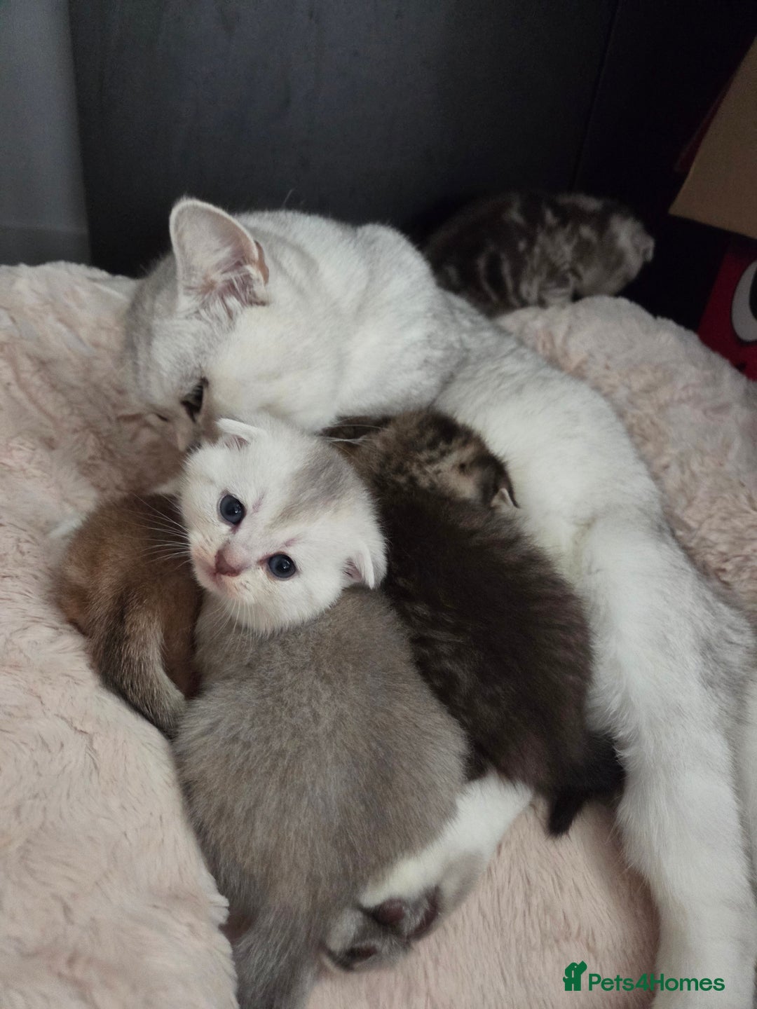 Scottish Fold cats for sale: Scottish folds - Image 10