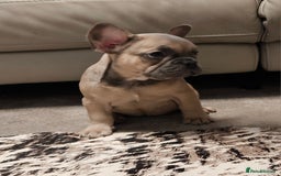 French Bulldog dogs for sale: Blue Fawn French Bulldog Puppy Girl - Advert 6