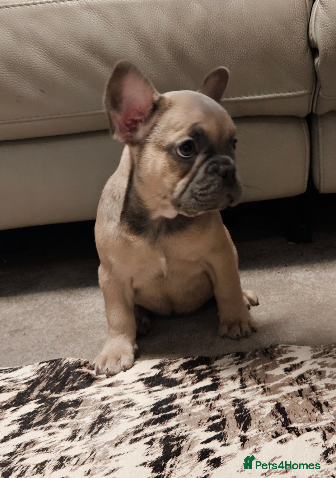 French Bulldog dogs for sale: Blue Fawn French Bulldog Puppy Girl - Advert 6