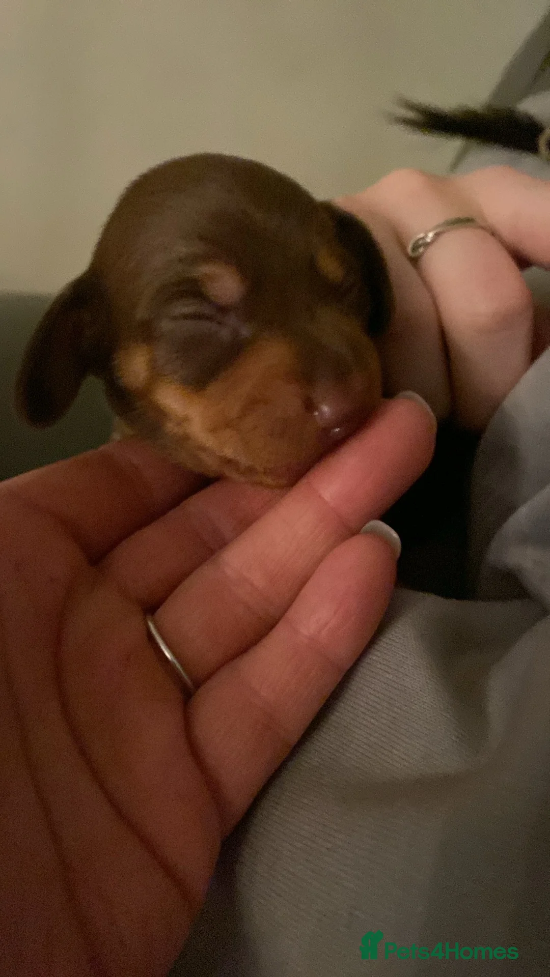 Dachshund dogs for sale: Dachshund  in Northallerton - Advert 12