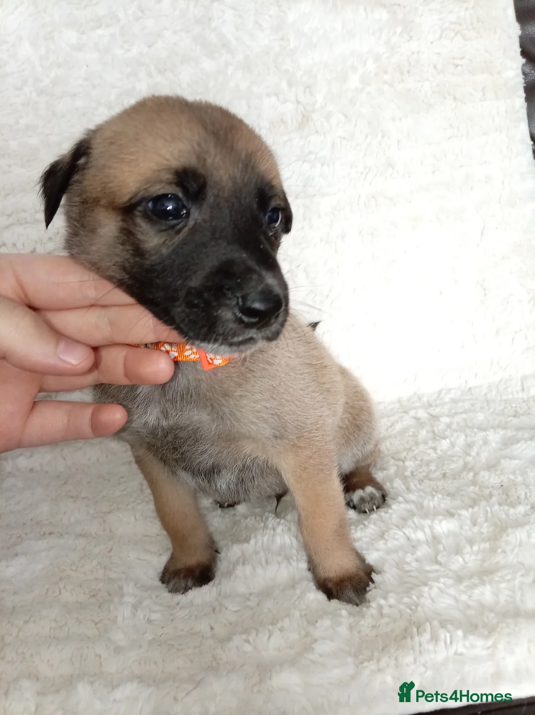 Mixed Breed dogs for sale: Belgian Malinois X Greyhound  - Advert 22