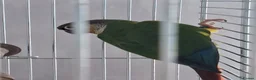 Conures birds for sale: green cheeked conure NEED GONE ASAP - Advert 4