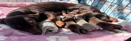 Miniature Dachshund dogs for sale: Miniature dachshunds 3 boys 1 girl  - Advert 2