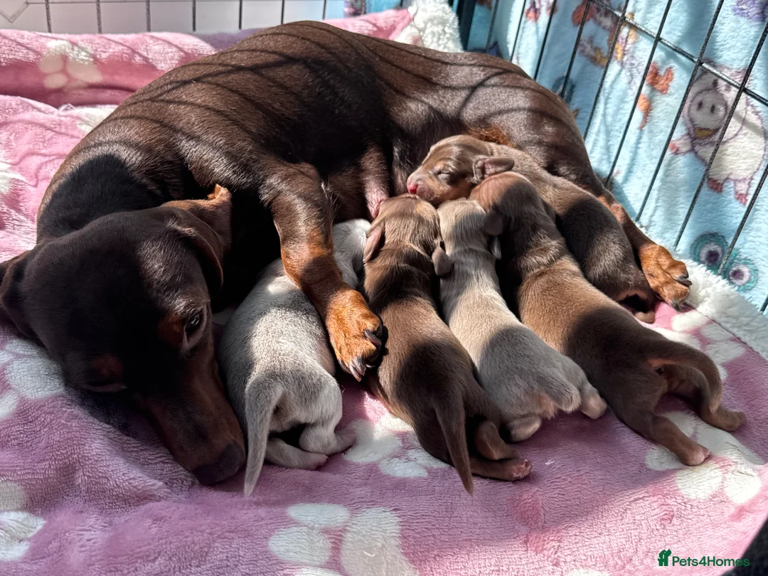 Miniature Dachshund dogs for sale: Miniature dachshunds 3 boys 1 girl  - Advert 2