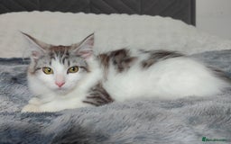 Maine Coon cats for sale: Norwegian Forest Mix European Maine coon Kittens  in Glasgow - Image 3
