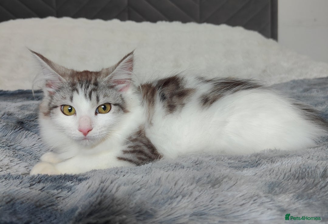 Maine Coon cats for sale: Norwegian Forest Mix European Maine coon Kittens  in Glasgow - Image 3