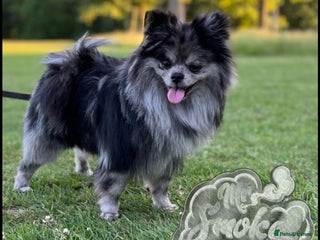 Pomeranian dogs - Advert 31