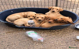 Labrador Retriever dogs for sale: Foxred/Yellow Labradors 5* Licensed Breeder in Catterick Garrison - Image 6