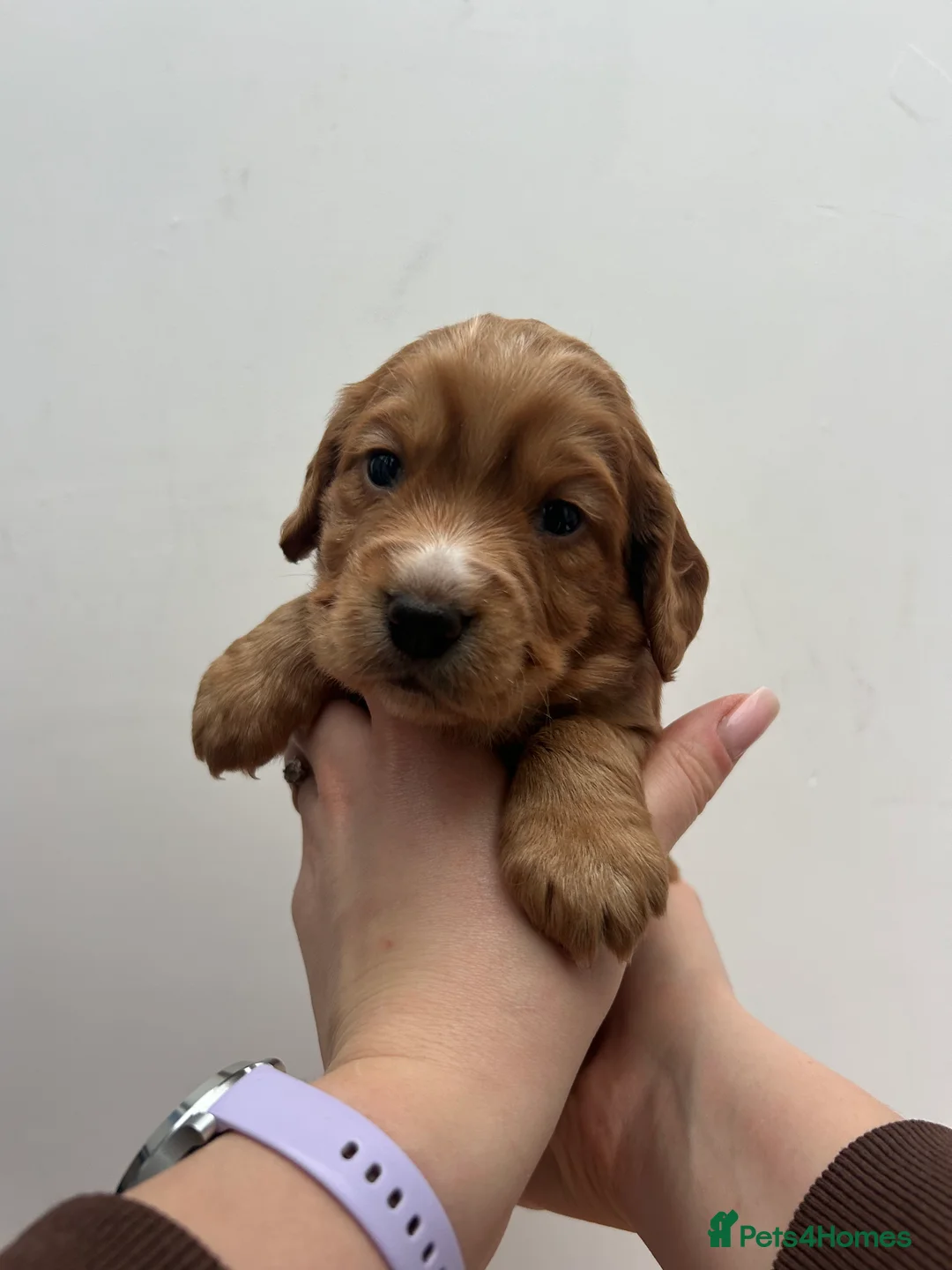 Cocker Spaniel dogs for sale: KC Reg Working Cocker Spaniel Puppies - Advert 9