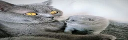 British Shorthair cats for sale: BRITISH SHORTHAIR GCCF REGISTERED KITTENS - Advert 12