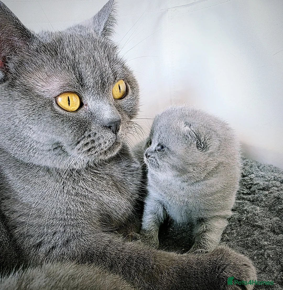 British Shorthair cats for sale: BRITISH SHORTHAIR GCCF REGISTERED KITTENS - Advert 12