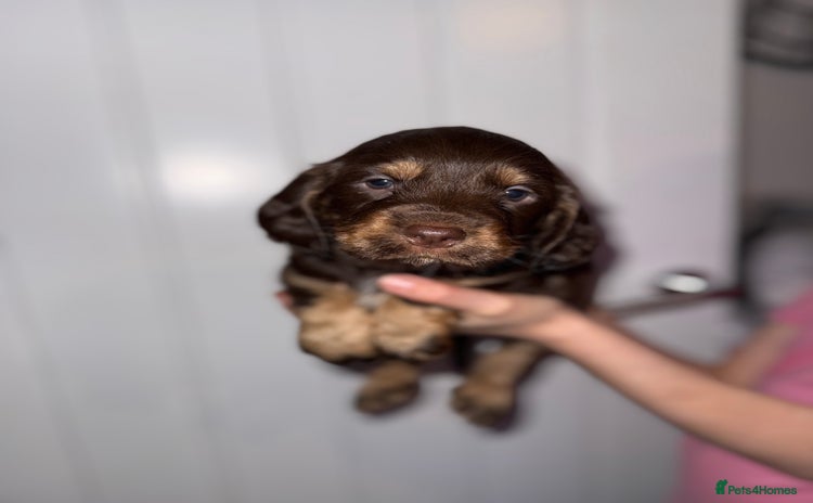 Sprocker dogs - Advert 7