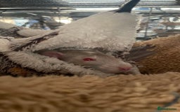Rat rodents for sale: 3 dumbo rat girls in need of new home  - Image 4