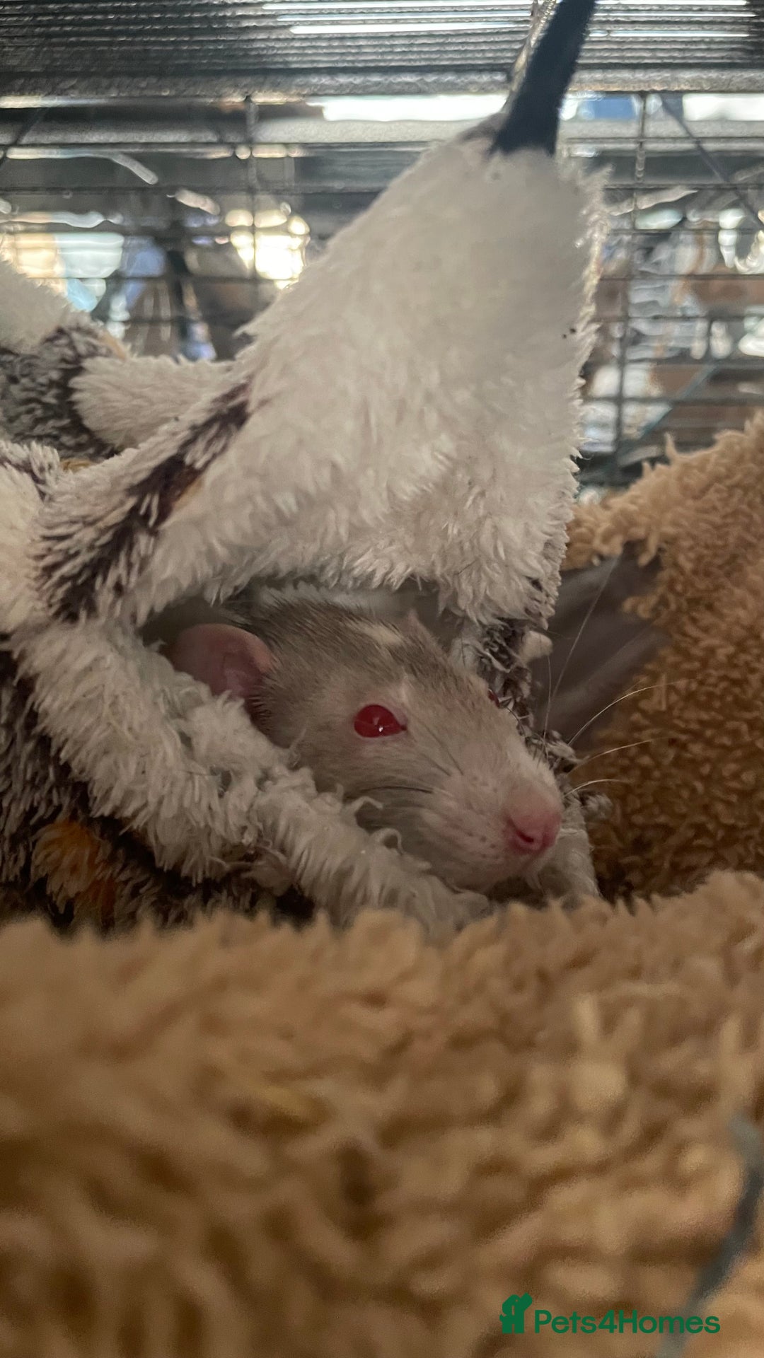 Rat rodents for sale: 3 dumbo rat girls in need of new home  - Image 4