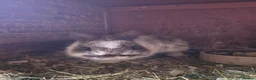 Netherland Dwarf rabbits for sale: Neatherland dwarf bucks in Llandeilo - Advert 1