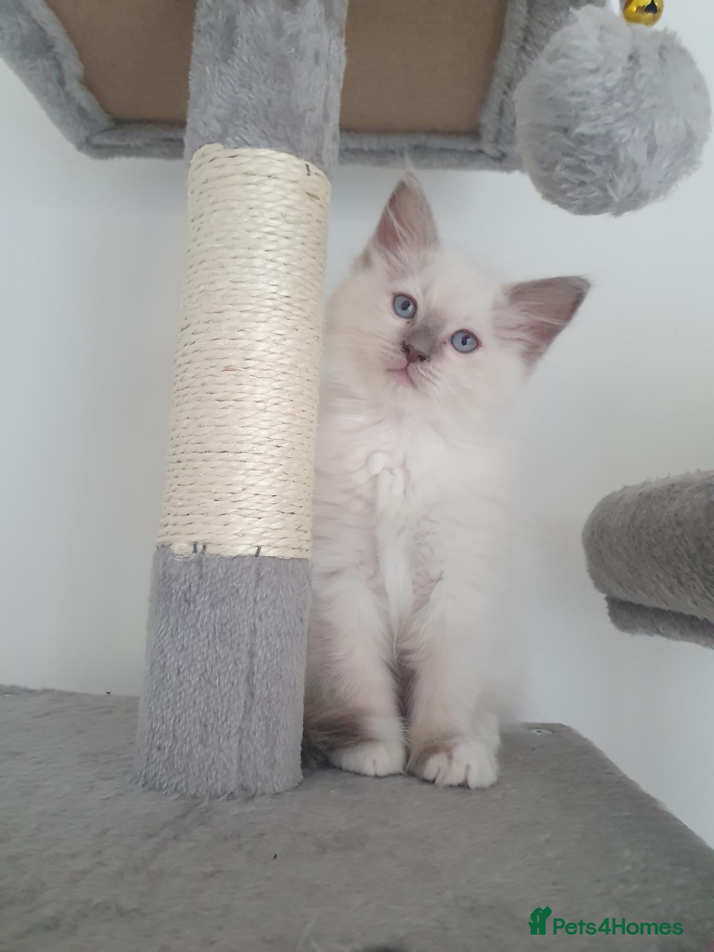 Ragdoll cats Ragdoll boy and girl ready now - Advert 1