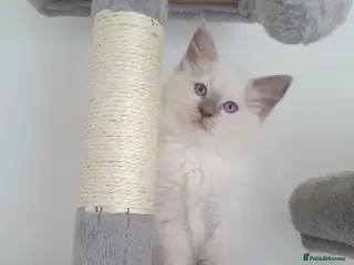 Ragdoll cats Ragdoll boy and girl ready now - Advert 1