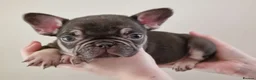 French Bulldog dogs for sale: Chocolate & tan female - Advert 8