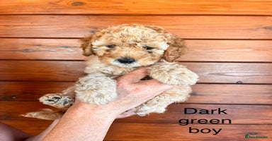 Cockapoo dogs - Advert 13