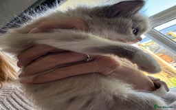 Ragdoll cats for sale: Ragdoll Kittens Ready Now. Mink - Image 8