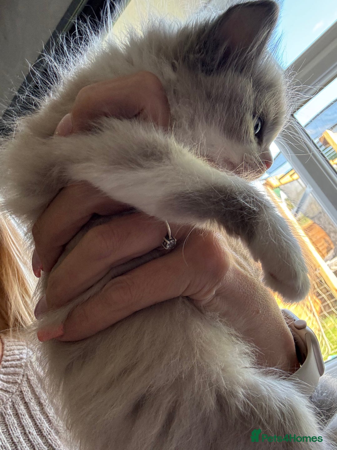 Ragdoll cats for sale: Ragdoll Kittens Ready Now. Mink - Image 8