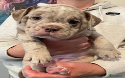 Olde English Bulldogge dogs for sale: Old English bulldogs “NEBBR “ regstd - Image 6