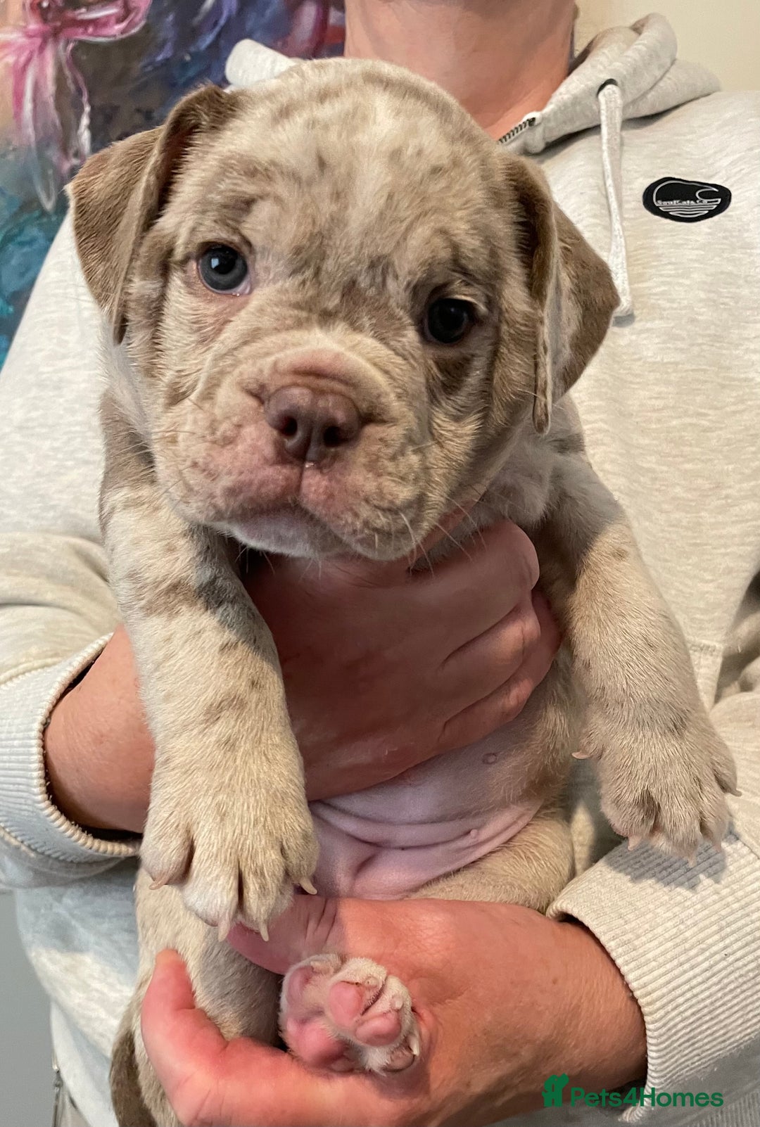 Olde English Bulldogge dogs for sale: Old English bulldogs “NEBBR “ regstd - Image 6