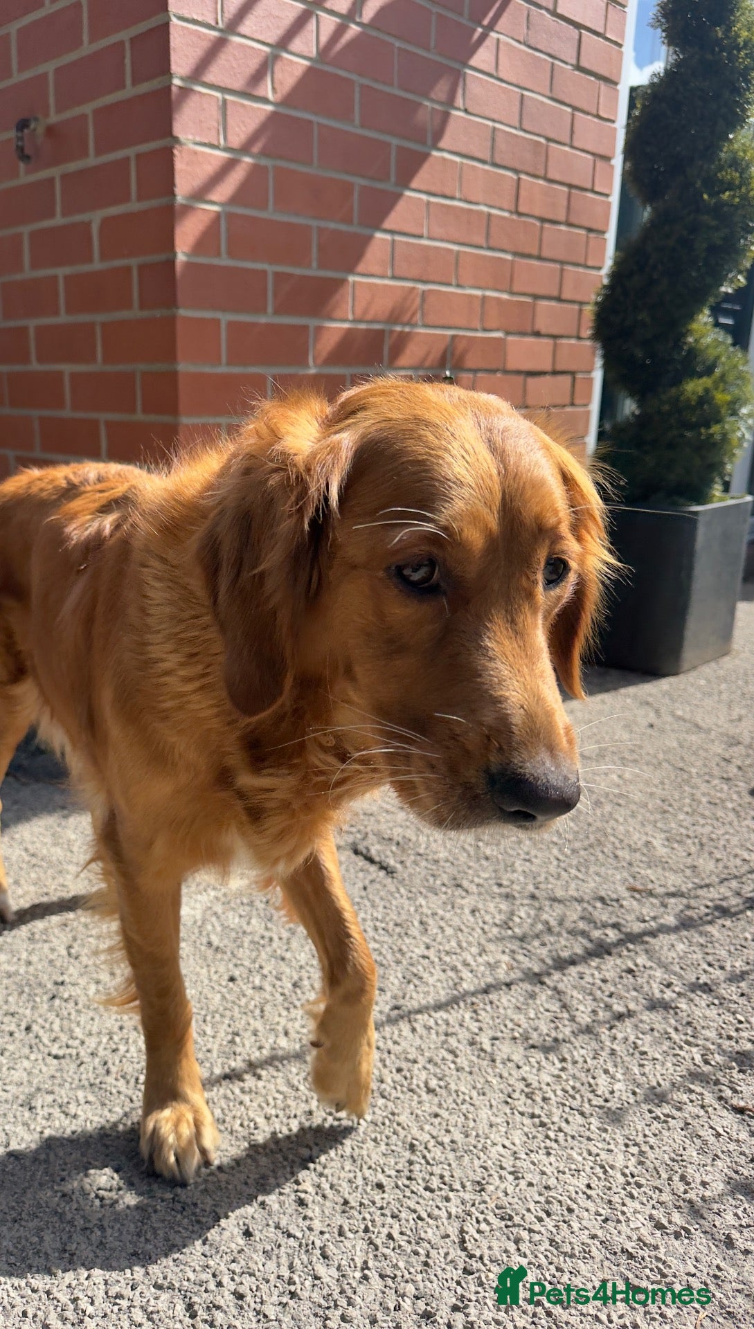 Golden Retriever dogs Golden retriever puppies for sale - Advert 2
